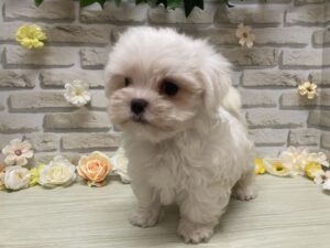 ③マルチーズ　￥250,800(税込)→9/23まで3万円引き