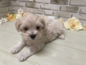 Mix(マルチーズ×トイプードル) ￥217,800(税込)→9/23まで3万円引き