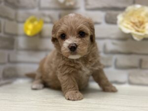 Mix(マルチーズ×トイプードル)　￥239,800(税込)→9/23まで３万円引き