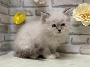 ラグドール　￥239,800(税込)→9/23まで3万円引き
