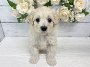 Mix(父マルチーズ×母トイプードル)￥251,900(税込)→9/23まで￥218,900(税込)