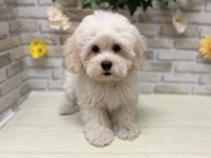 ⑧Mix(ペキニーズ×トイプードル)　￥184,800(税込)→9/23まで3万円引き