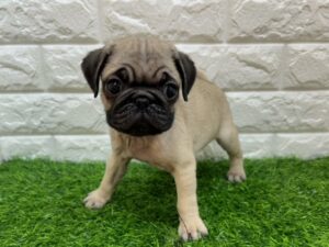 パグ ￥317,900(税込)→9/23迄￥284,900(税込)