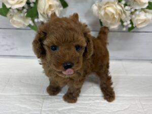 トイプードル￥317,900(税込)→￥284,900(税込)