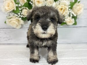 ミニチュアシュナウザー￥240,900(税込)