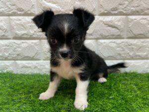 チワワ（ロング）￥185,900(税込)→9/23迄￥152,900(税込)