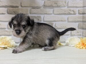 Mix(マルチーズ×ミニチュアシュナウザー)　￥250,800(税込)