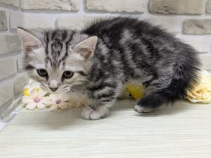 マンチカン(短足)　￥206,800(税込)