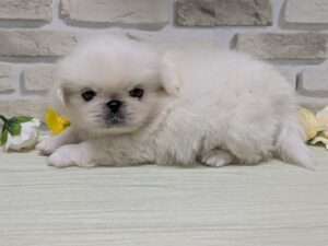 ②ペキニーズ　￥261,800(税込)