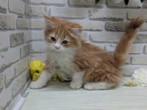 スコティッシュフォールド(立耳)　￥206,800(税込)