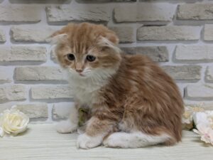 スコティッシュフォールド(折耳)　￥217,800(税込)