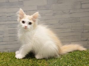 ノルウェージャンフォレストキャット　￥284,900(税込)