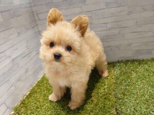 ⑧Mix（父ポメラニアン×母トイプードル）￥262,900(税込)
