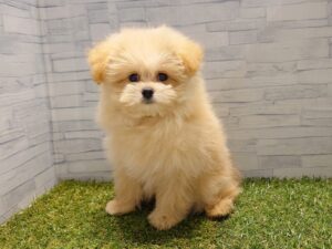 MIX（父ポメラニアン×母トイプードル）￥185,900(税込)
