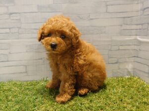 トイプードル￥207,900(税込)