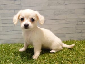 Mix(父チワワ（ロング）×母ミニチュアダックスフンド（ロング）)￥262,900(税込)