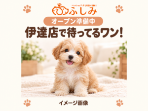 【オープン準備中・イメージ画像・販売生体ではありません】伊達店・子犬のご案内
