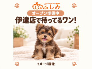 【オープン準備中・イメージ画像・販売生体ではありません】伊達店・子犬のご案内（茶色の犬）