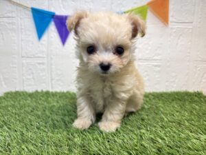 ⑦Mix(父チワワ(ロング)×母トイプードル)￥394,900(税込)10/12まで→￥361,900(税込)