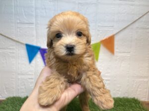 ⑨Mix(父マルチーズ×母トイプードル) 金・土・日・月　限定価格￥185,900（税込）