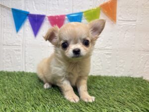 ④チワワ（ロング）￥295,900(税込)10/19まで→￥262,900(税込)
