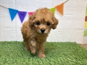 ⑳トイプードル￥438,900(税込)10/19まで→￥405,900(税込)
