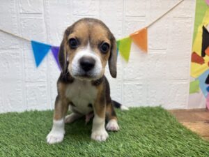 ⑤ビーグル￥207,900(税込)10/26まで→￥174,900(税込)