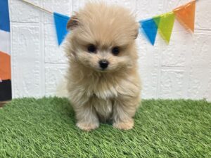 ⑧Mix(父ポメラニアン×母トイプードル)￥295,900(税込)10/26まで→￥262,900(税込)