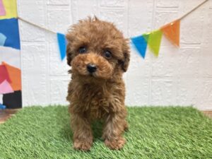 ⑨トイプードル￥251,900(税込)10/26まで→￥218,900(税込)