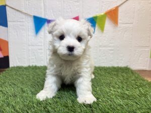 Mix（マルチーズ×ビションフリーゼ）￥218,900(税込)10/26まで→￥185,900(税込)