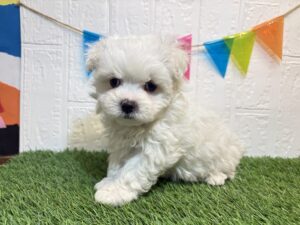 Mix（マルチーズ×ビションフリーゼ）￥218,900(税込)10/26まで→￥185,900(税込)