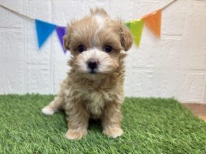 Mix（トイプードル×マルチーズ）￥262,900(税込)10/26まで→￥229,900(税込)