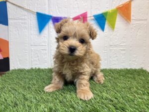 Mix（トイプードル×マルチーズ）￥240,900(税込)10/26まで→￥207,900(税込)