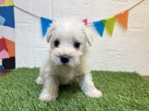 Mix（マルチーズ×ミニチュアシュナウザー）￥185,900(税込)10/26まで→￥152,900(税込)