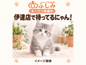 【オープン準備中・イメージ画像・販売生体ではありません】伊達店・子猫のご案内（グレーと白の猫）