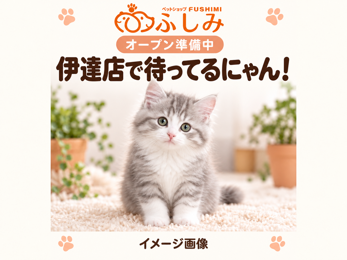 【オープン準備中・イメージ画像・販売生体ではありません】伊達店・子猫のご案内（グレーと白の猫）