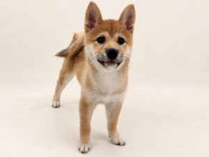 柴犬¥141,900(税込)→10/18まで諸経費込み￥121,000(税込)