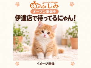 【オープン準備中・イメージ画像・販売生体ではありません】伊達店・子猫のご案内