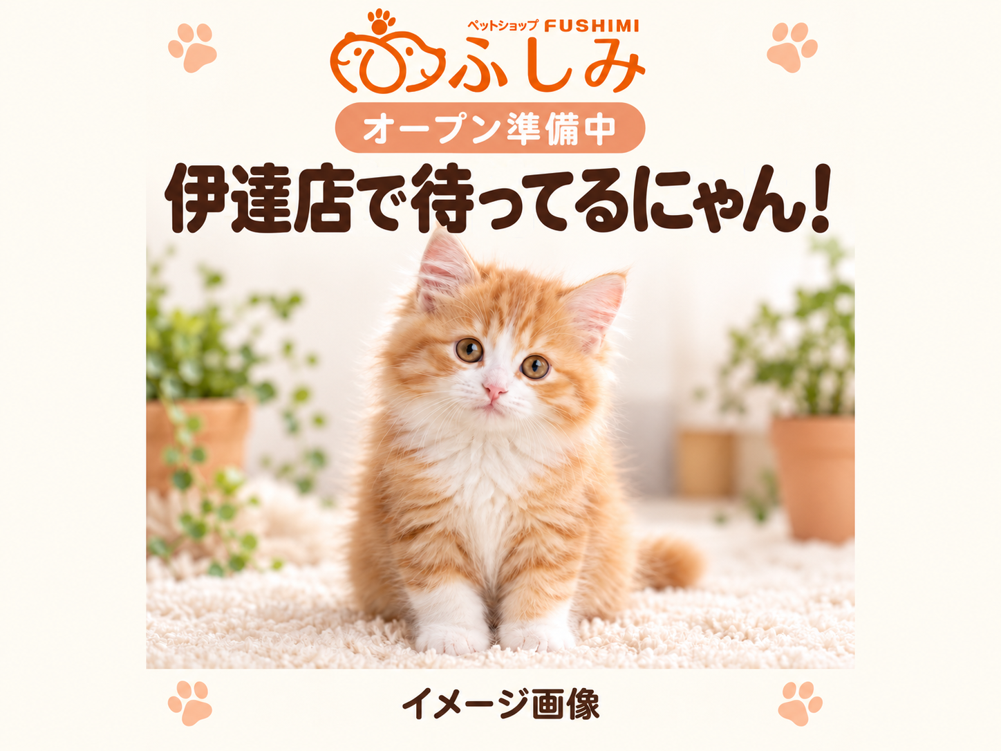【オープン準備中・イメージ画像・販売生体ではありません】伊達店・子猫のご案内