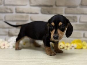 ⑤ミニチュアダックスフンド（スムース）　￥206,800(税込)