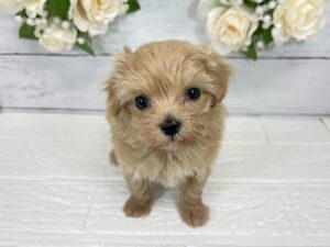 Mix(父トイプードル×母マルチーズ)￥317,900(税込)→10/25まで￥284,900(税込)