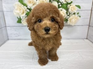 トイプードル￥218,900(税込)→10/25まで10％引き￥197,010(税込)