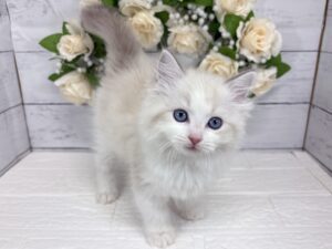 ラグドール￥350,900(税込)10/25まで→￥317,900(税込)