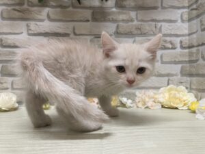 スコティッシュフォールド(立耳)　￥195,800(税込)