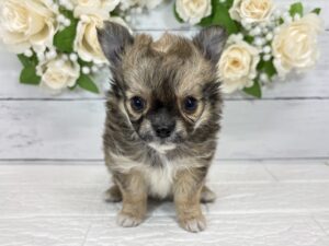 チワワ(ロング)￥218,900(税込)→10/25まで￥185,900(税込)