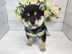 柴犬¥251,900(税込)→10/25まで￥218,900(税込)