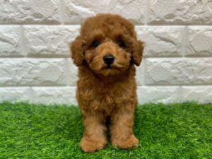 トイプードル￥218,900(税込)→10/25まで10％引き￥197,010(税込)