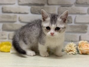 マンチカン(短足)　￥195,800(税込)