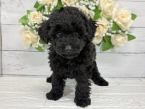 トイプードル￥262,900(税込)→10/25まで￥229,900(税込)