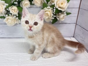 マンチカン(足長)￥218,900(税込)→10/25￥185,900(税込)